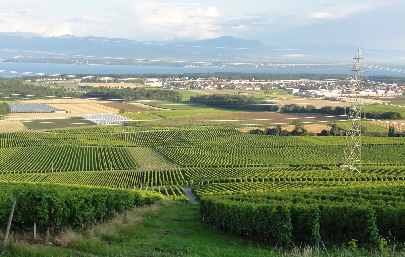 Les Vignes de Begnins : Un Terroir d’Exception pour des Vins de Qualité